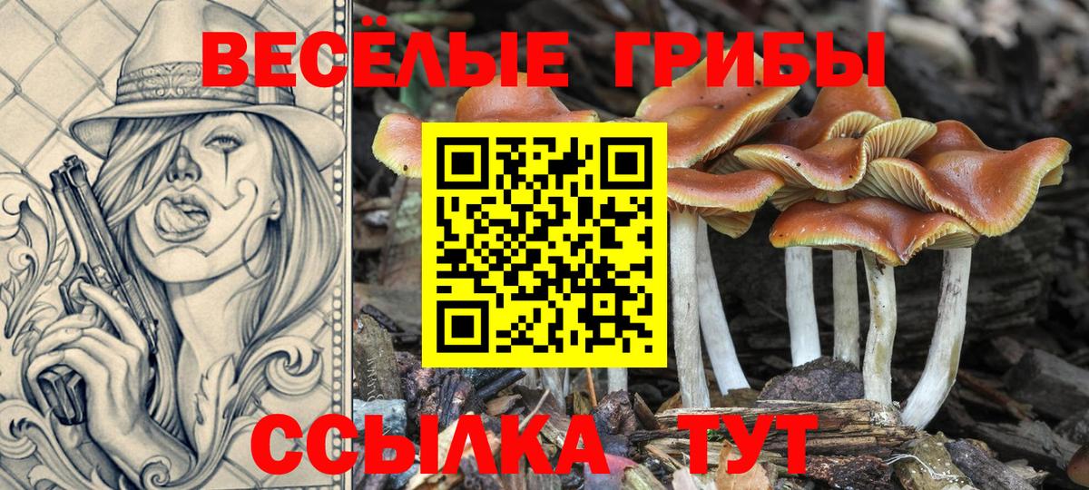 Псилоцибиновые грибы Psilocybine cubensis Архангельск